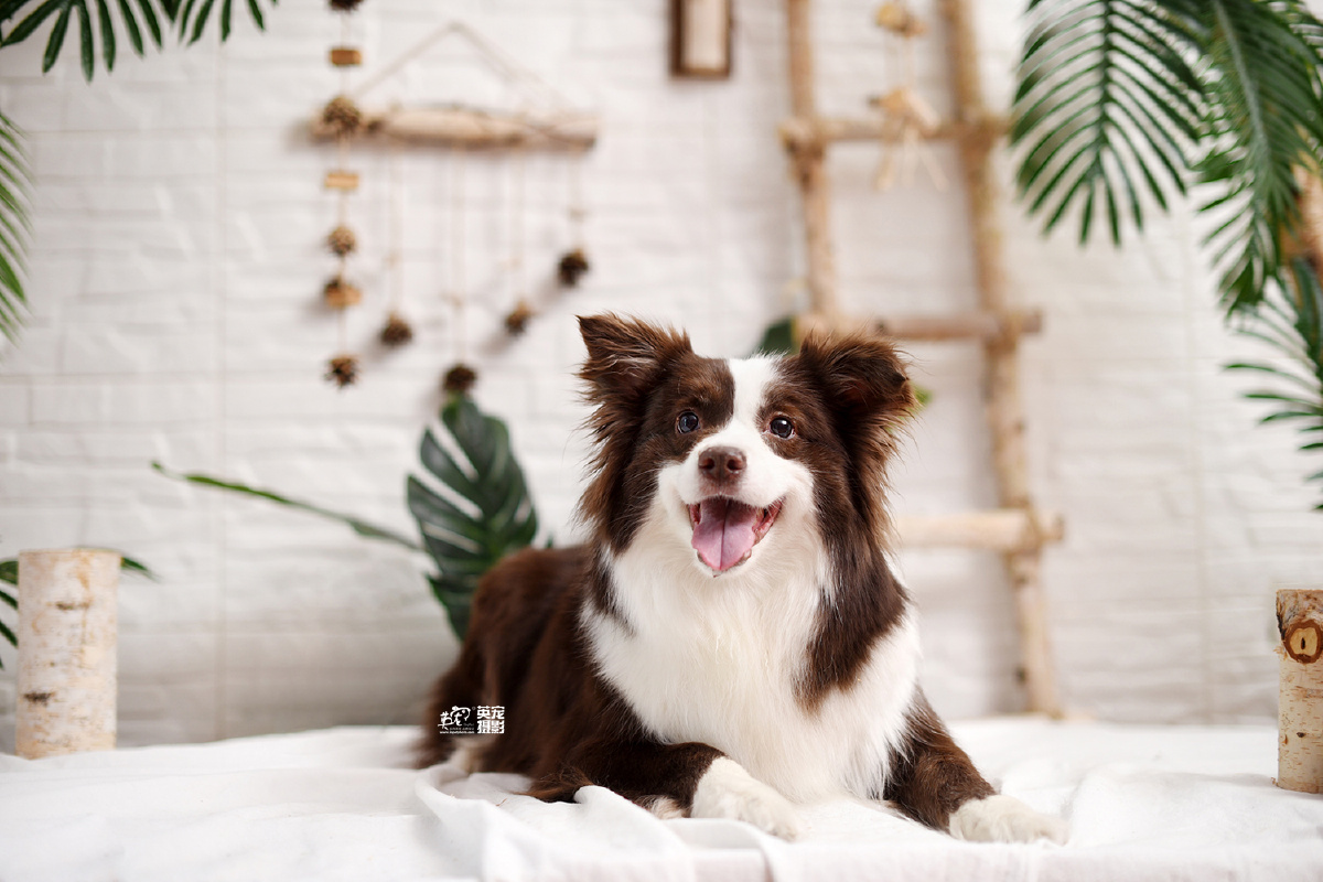 巧克力色的边牧有点可爱呀