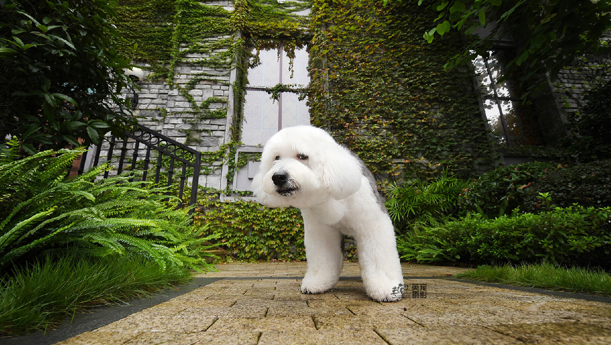 短毛版古牧就会看到眼睛里的小心思重庆拍摄