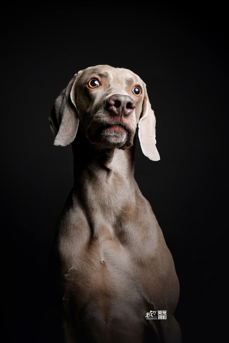 好多人都觉得威玛猎犬就是特别酷天生摆造型的狗