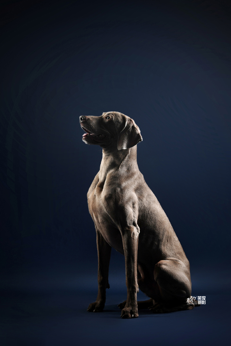 好多人都觉得威玛猎犬就是特别酷天生摆造型的狗