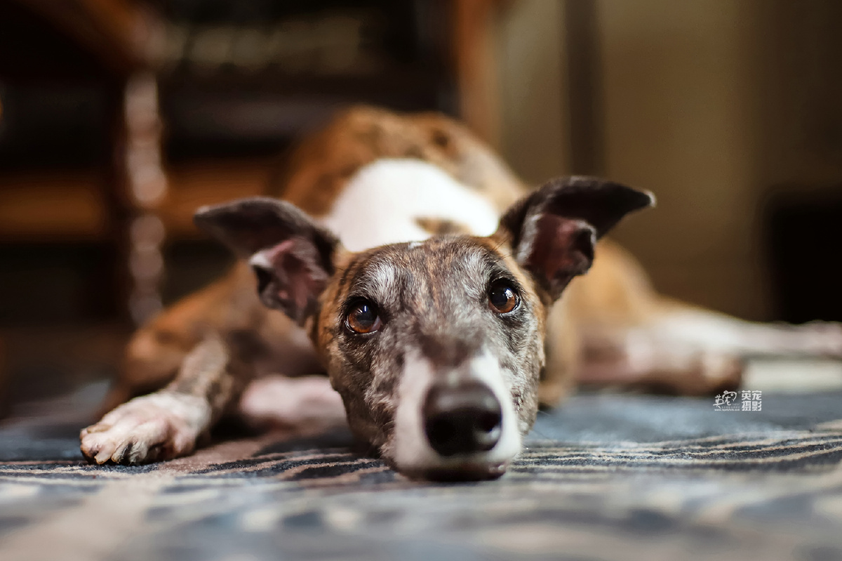 来来来期待已久的斑锦彪组图出来了