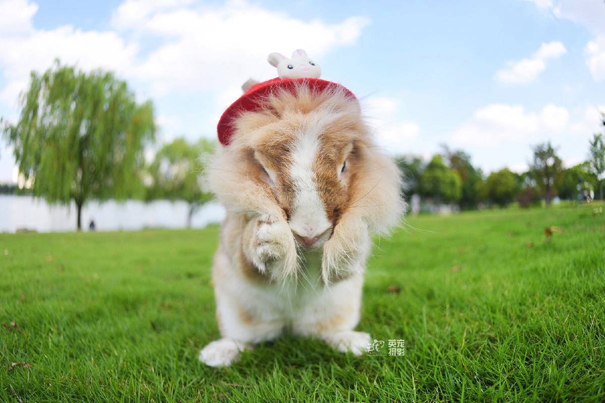 快看可爱的小兔兔上海拍摄