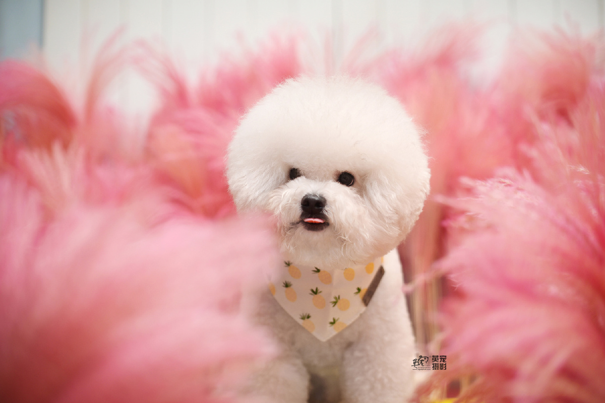 最美丽的网红粉红草 - 英宠宠物摄影 - 图虫网 - 优质摄影师交流社区