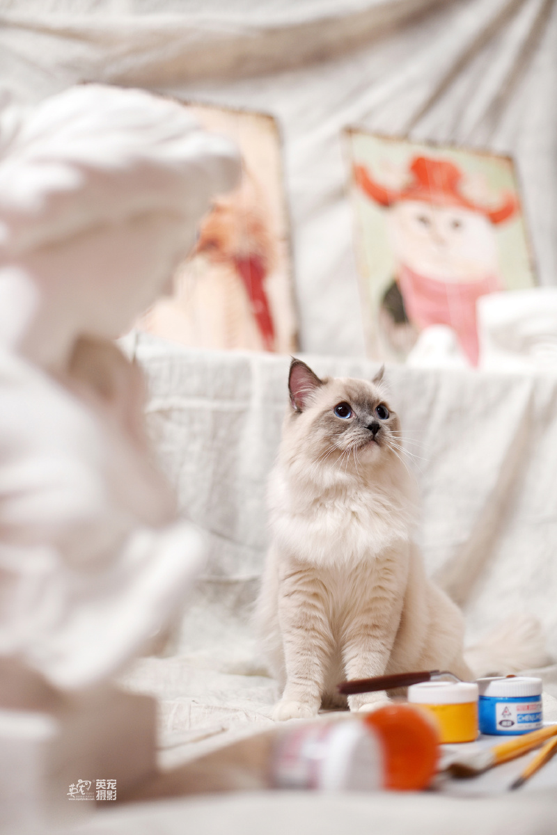 我的妈也最近来拍照的喵喵小仙女儿真的太多太多太多了