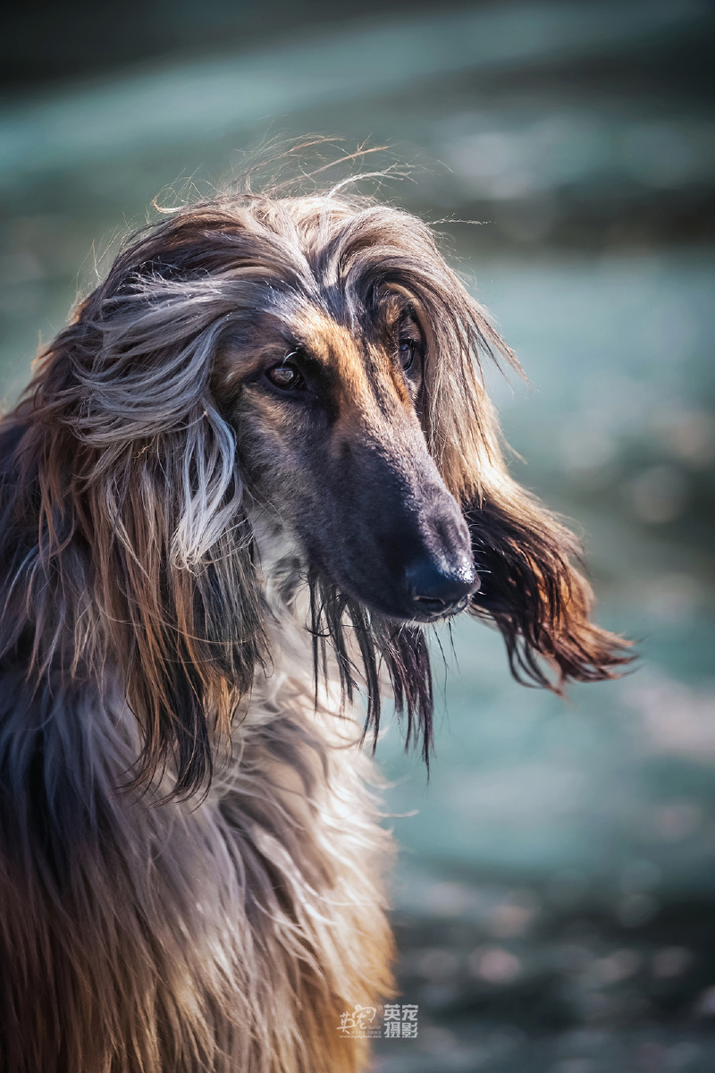 阿富汗猎犬颜值太高简直犬界金城武