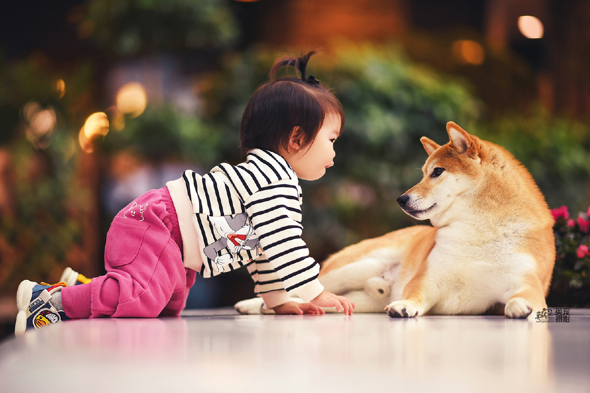 一个超小只的人类小孩和两个小柴犬555555太有爱了