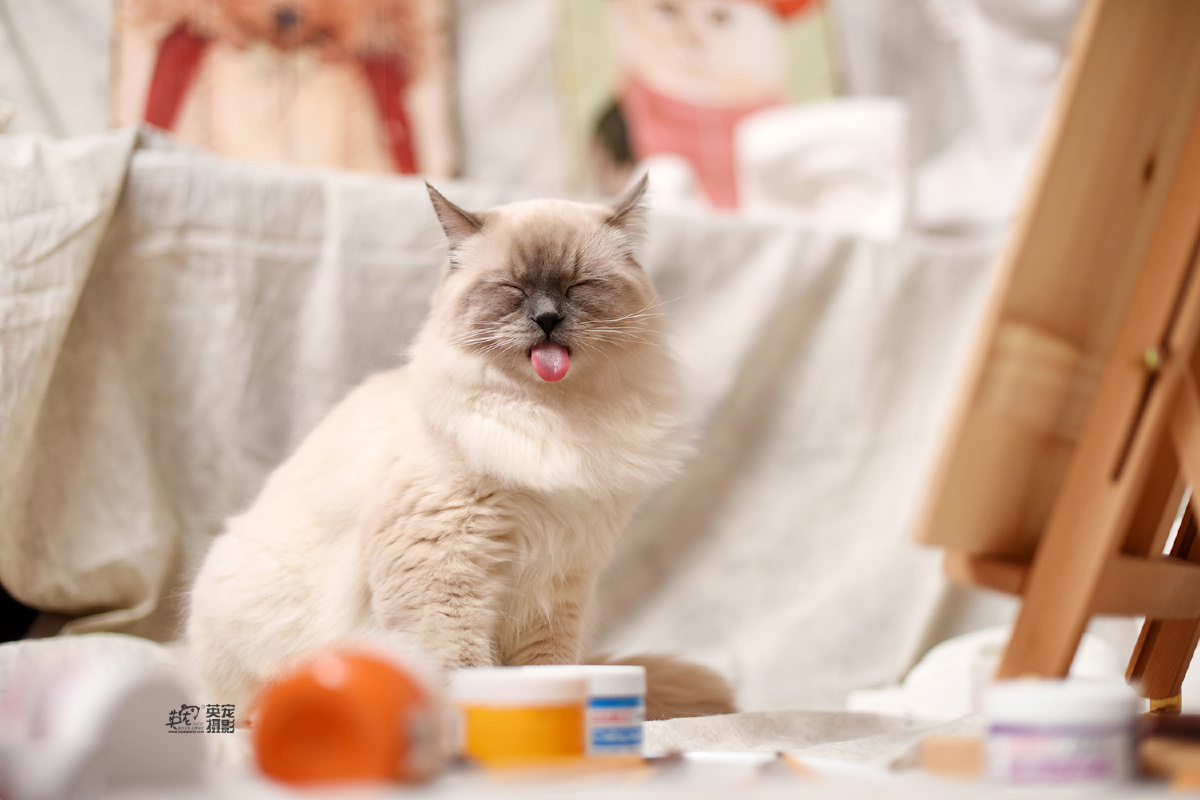 我的妈也最近来拍照的喵喵小仙女儿真的太多太多太多了