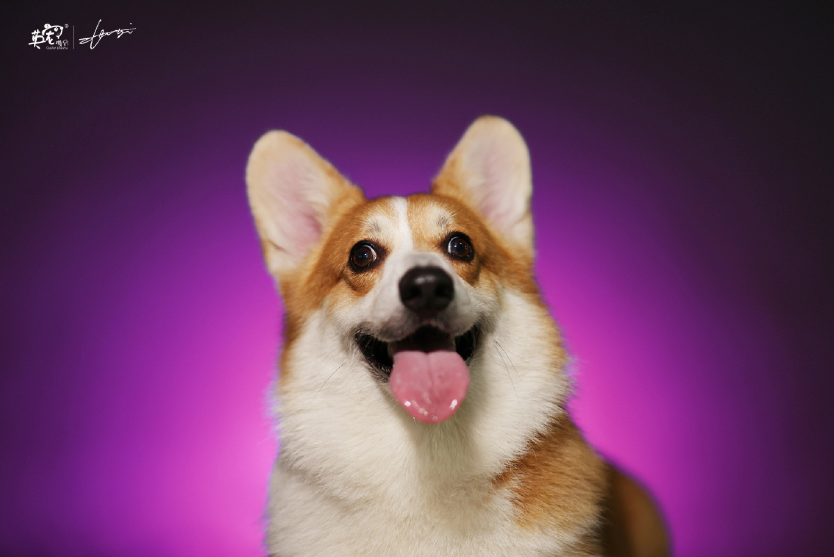 诶你看咱们这个蓝色橘色紫色背景看起来仿佛开了个新影棚