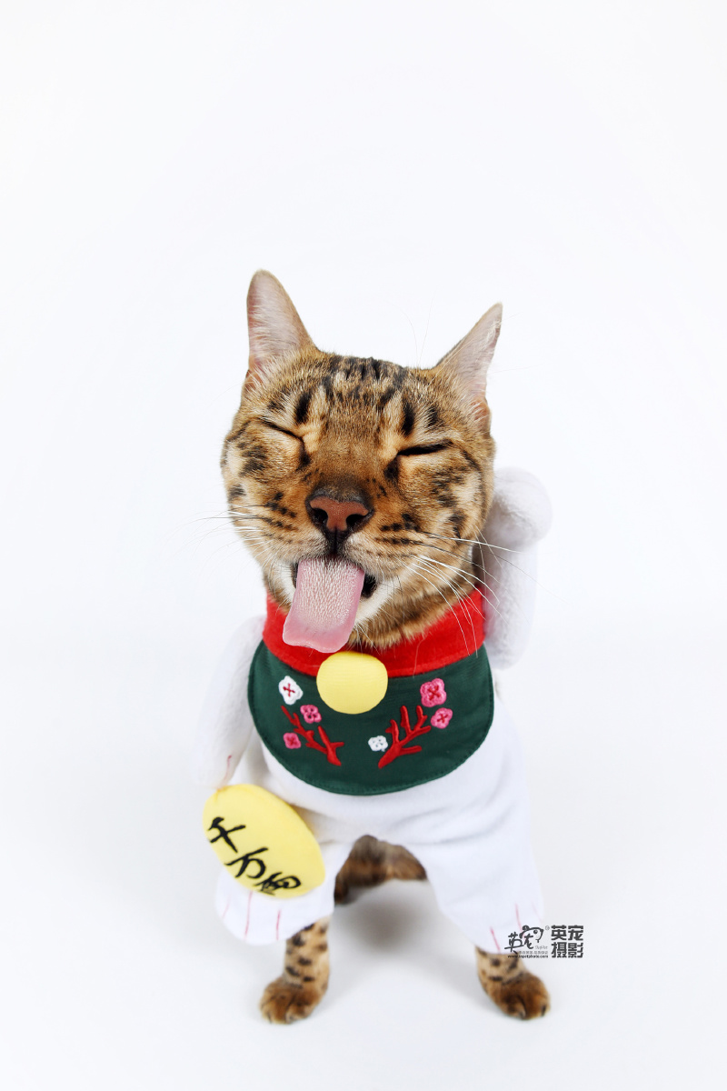 骄傲又搞笑的招财猫呀