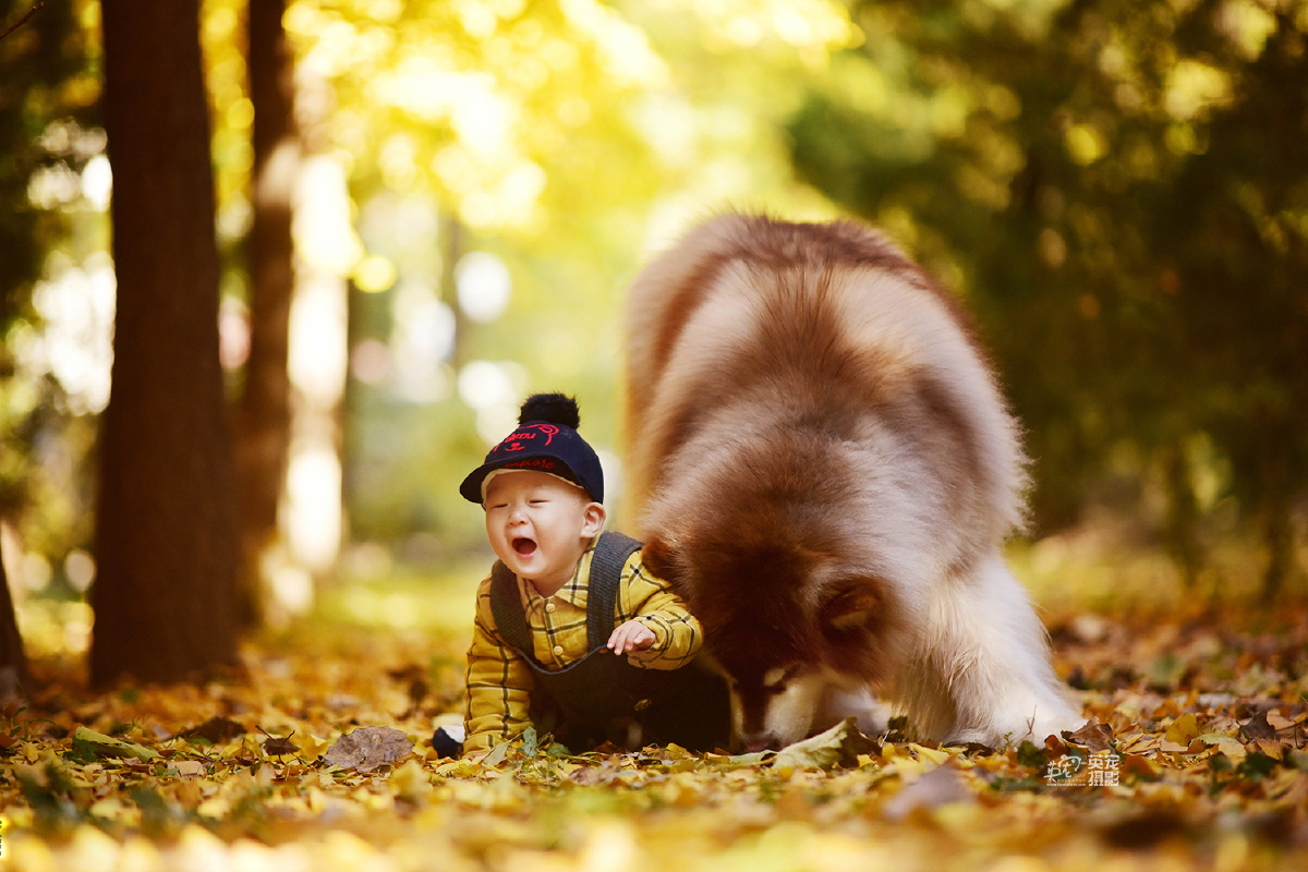 超大的狗狗和超小的宝宝,最有安全感组合 - 英宠宠物摄影 - 图虫