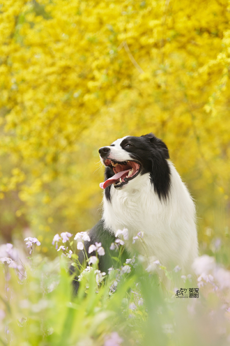 边牧的春天一样这么美好