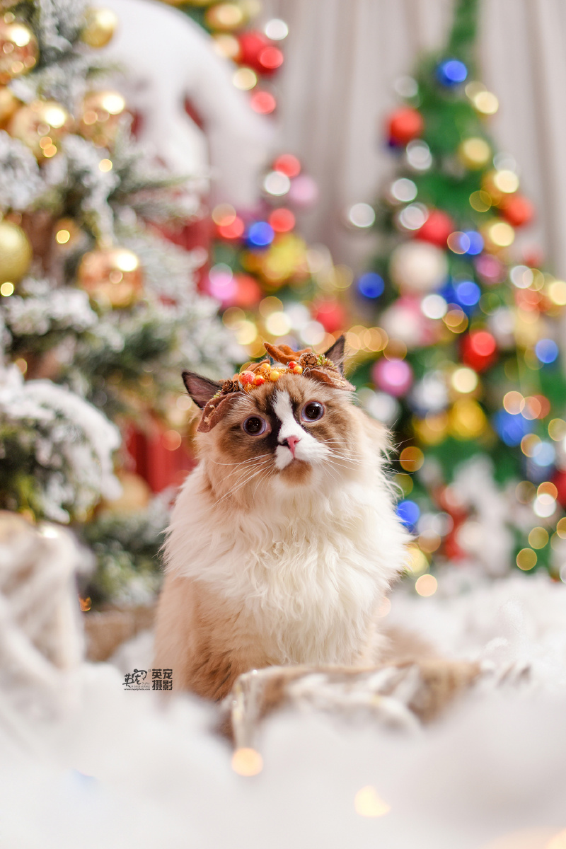 我的妈也最近来拍照的喵喵小仙女儿真的太多太多太多了