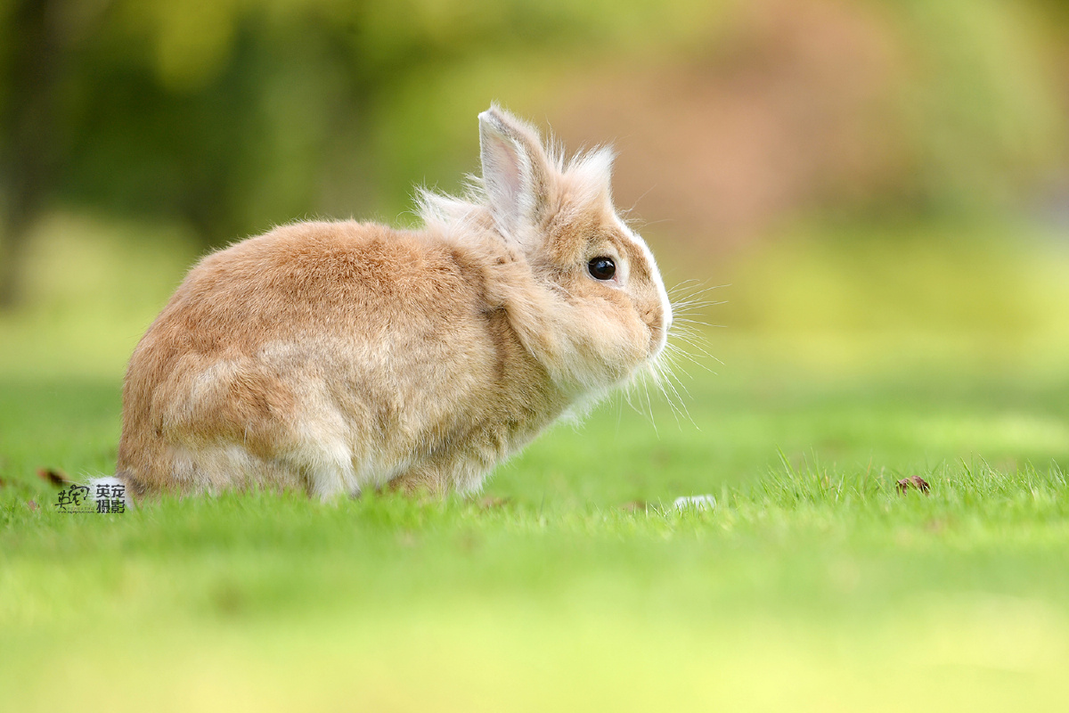 快看可爱的小兔兔上海拍摄