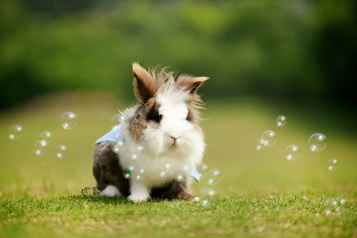 带小兔兔出去玩耍啊