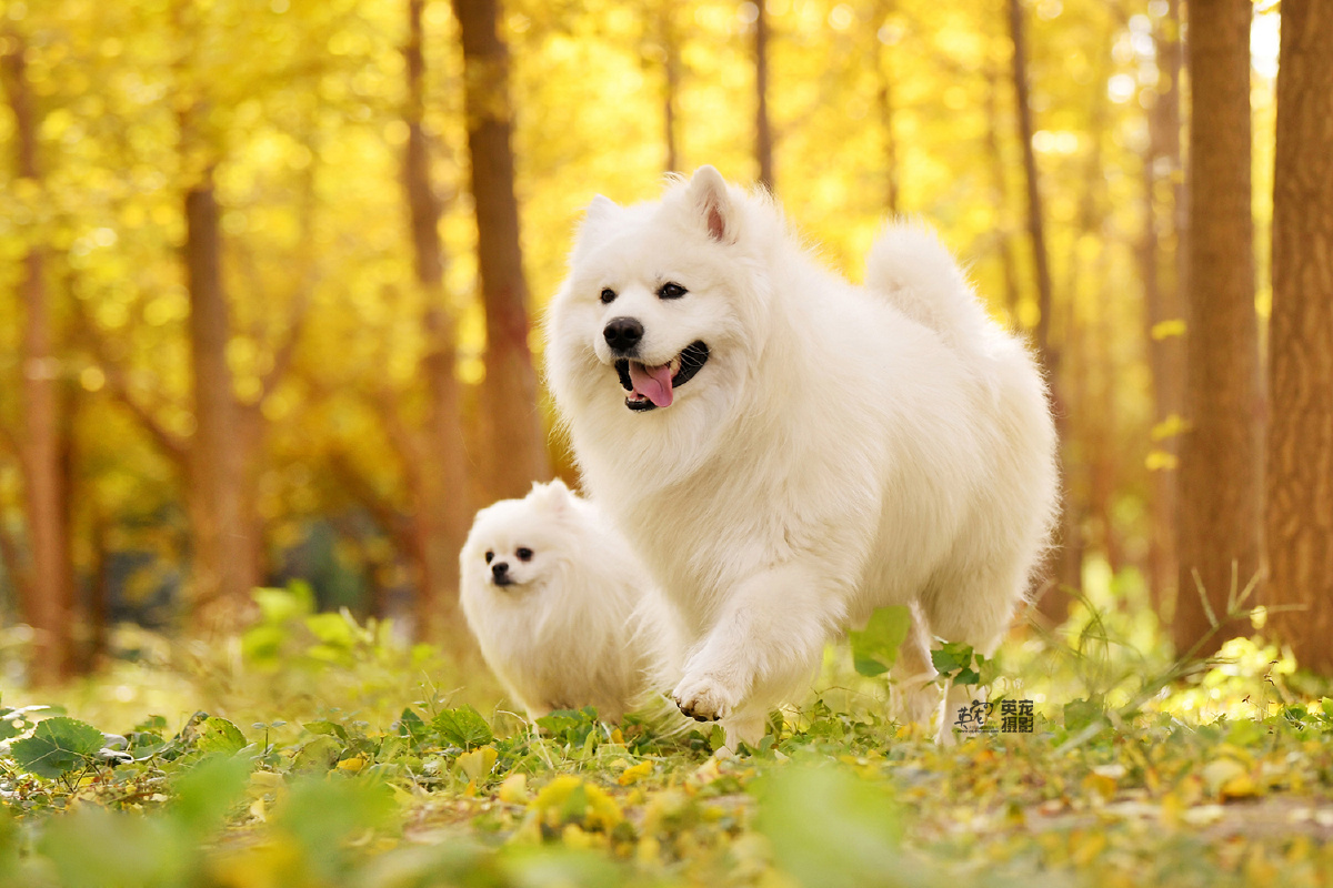 纯白色的萨摩和博美真的好适合在金色的叶子里奔跑太配了