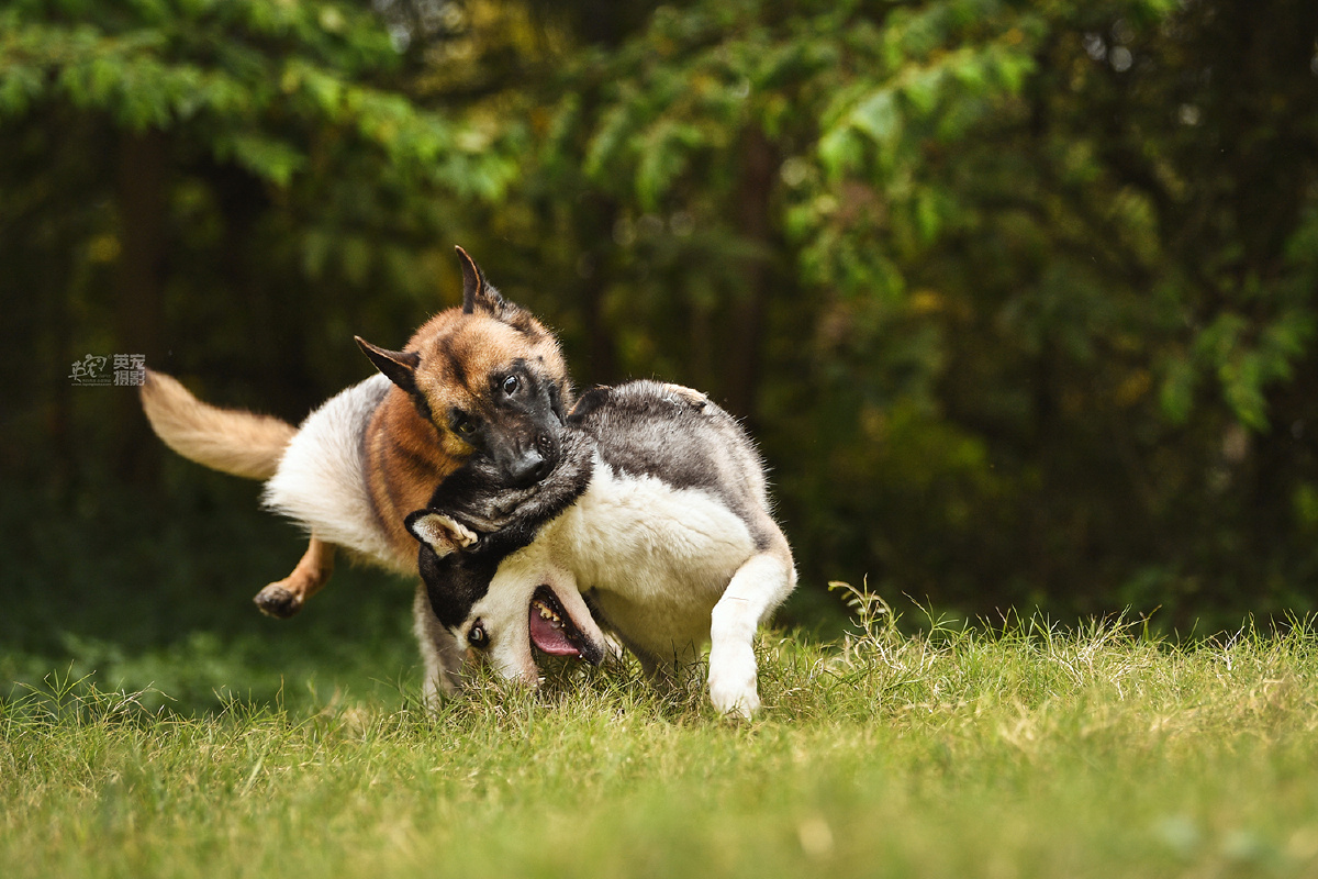 这是我们在海南拍摄的两个娃哈士奇叫跑跑马犬叫包子
