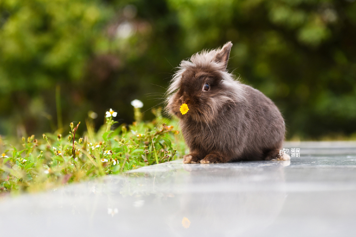 三只可爱滴小兔兔