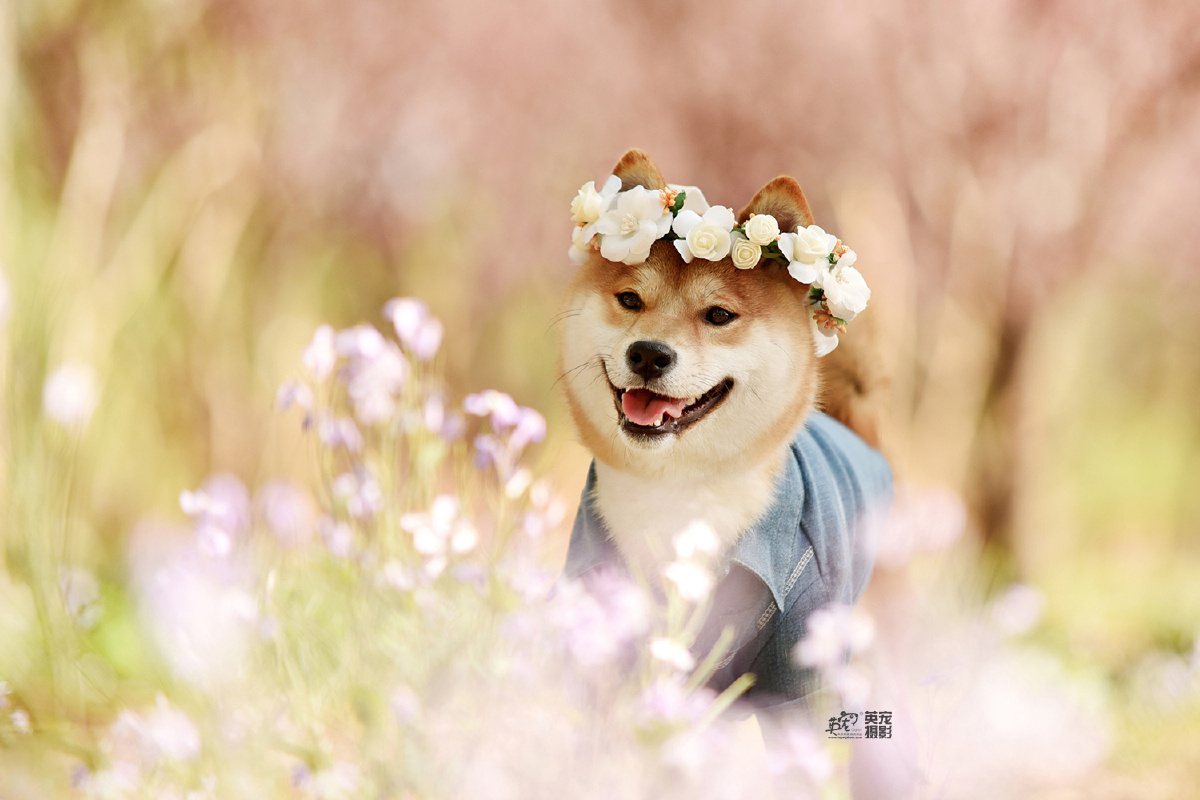 阴雨天让小柴柴的笑容治愈你每天看一看宠物的照片心里都会健康很多哦