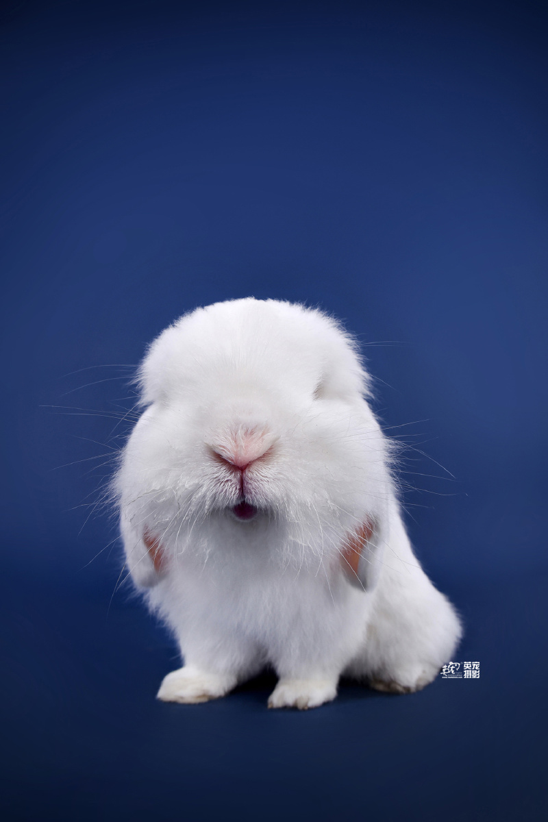 大白兔,白又白,和超有气质的家人一起拍照