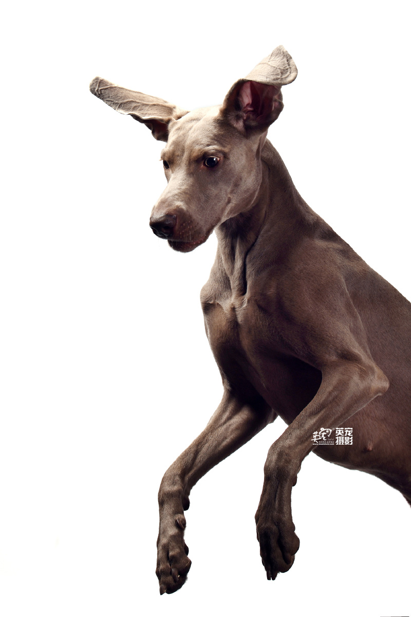 好多人都觉得威玛猎犬就是特别酷天生摆造型的狗