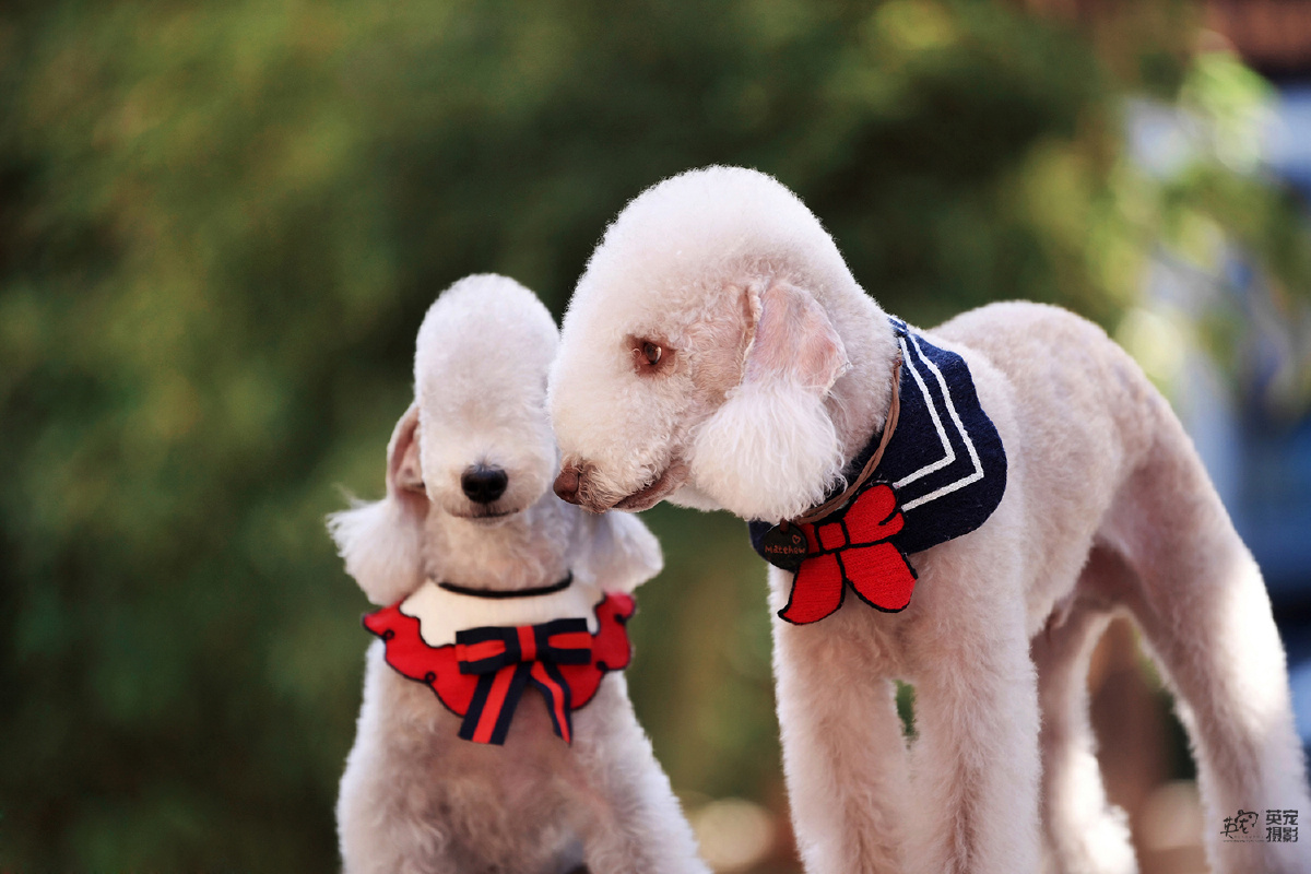 贝林顿宝宝的相亲相爱