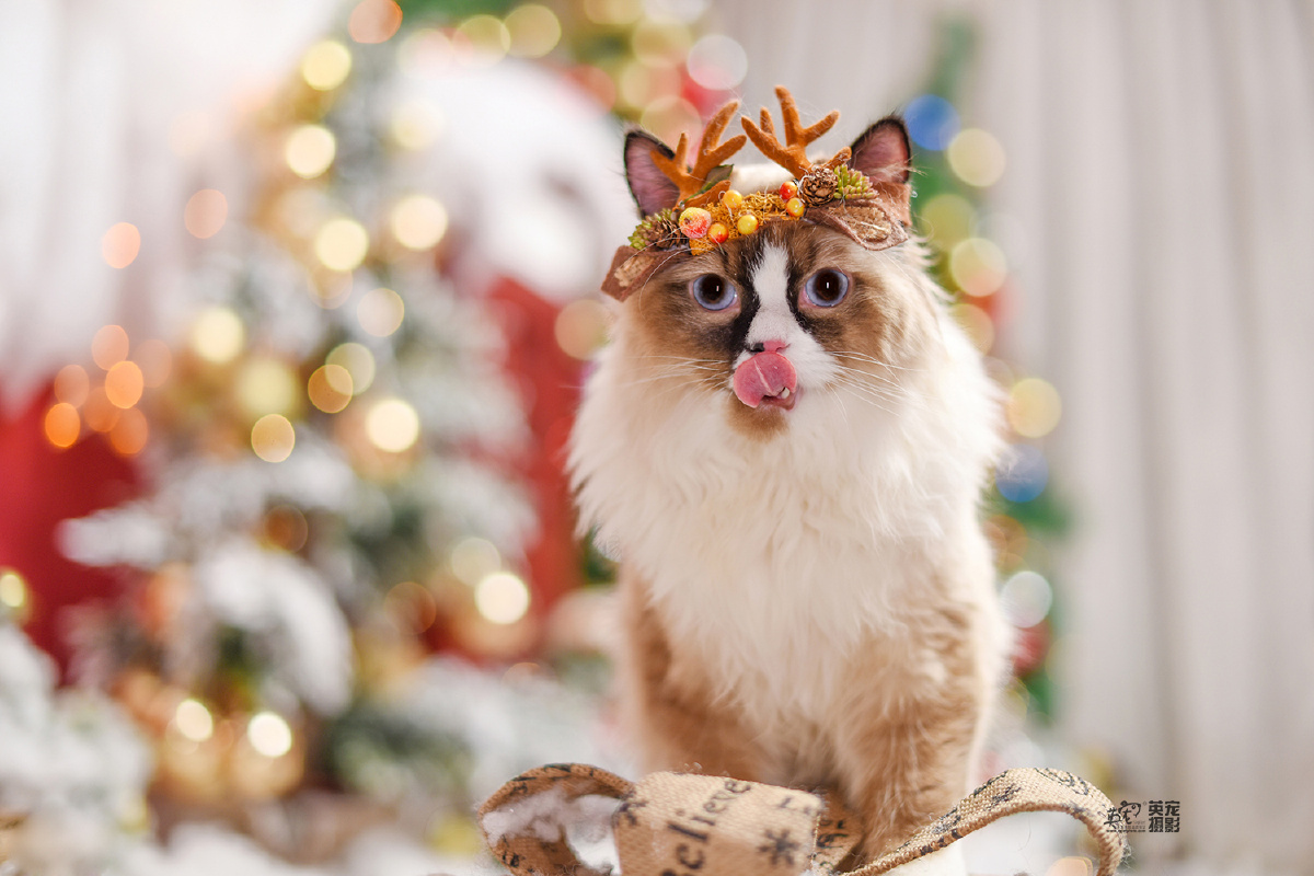 我的妈也最近来拍照的喵喵小仙女儿真的太多太多太多了