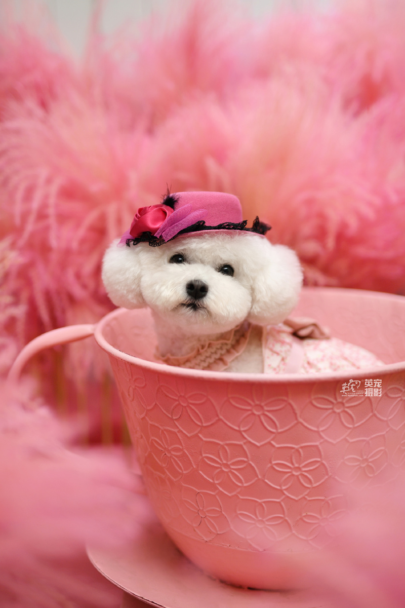 最美丽的网红粉红草 - 英宠宠物摄影 - 图虫网 - 优质摄影师交流社区