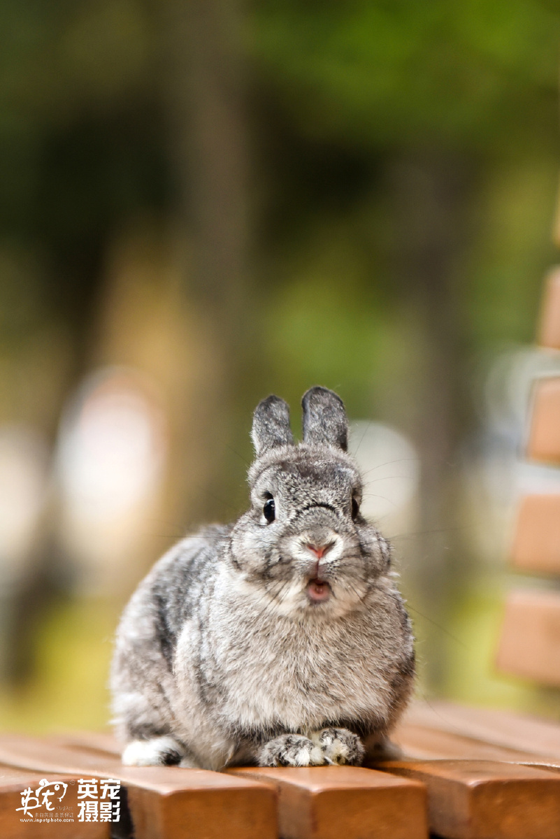 三只可爱滴小兔兔
