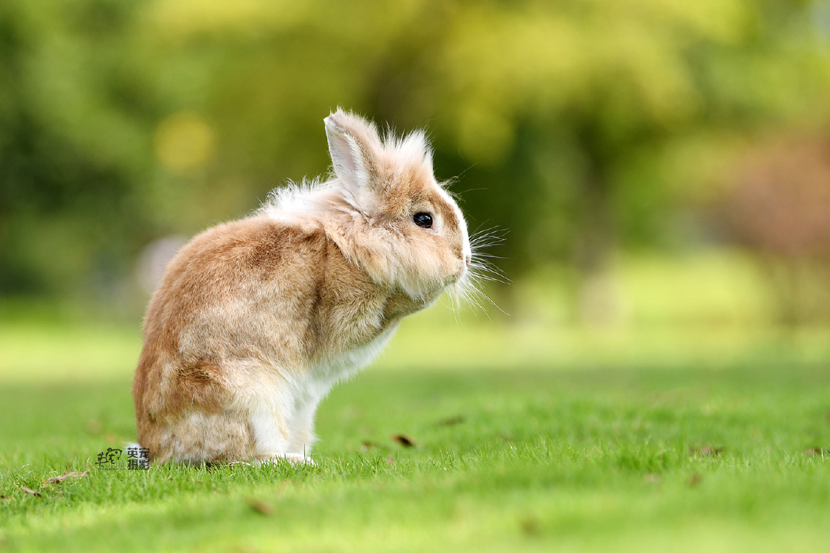 快看可爱的小兔兔上海拍摄