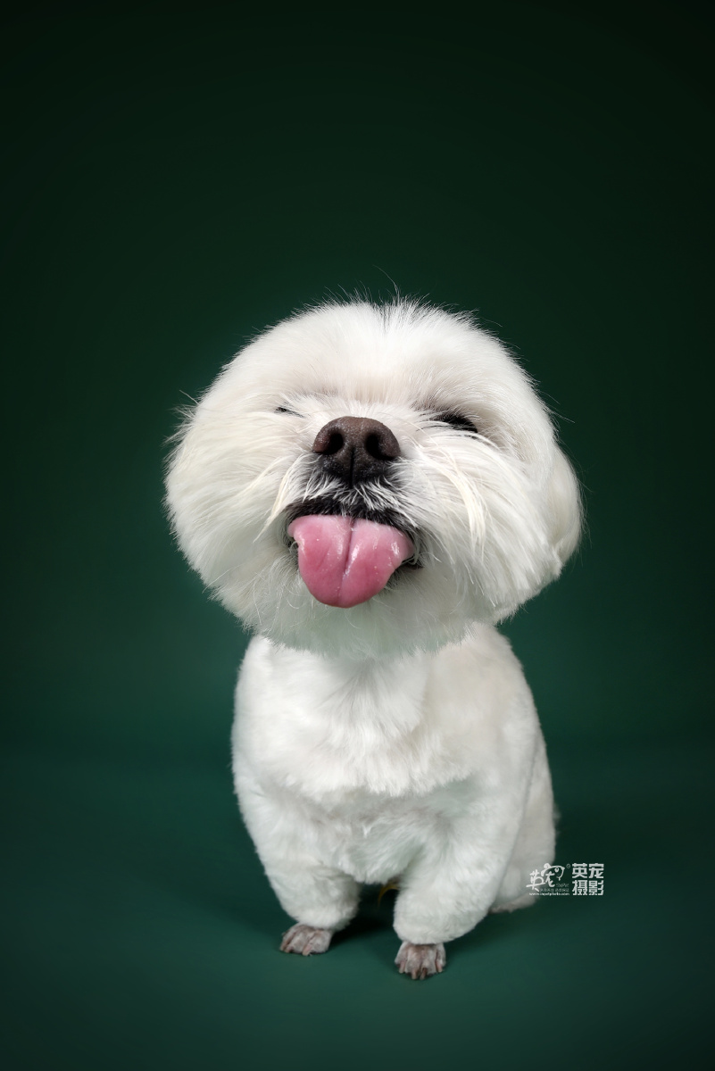 这些照片随便一张你点开看如果不觉得心被融化算我输