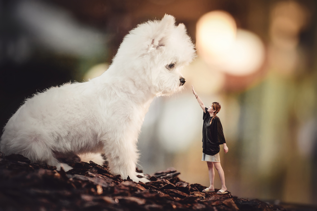 上周杭州拍摄汇报给狗狗们拍照的每一天都像在度假
