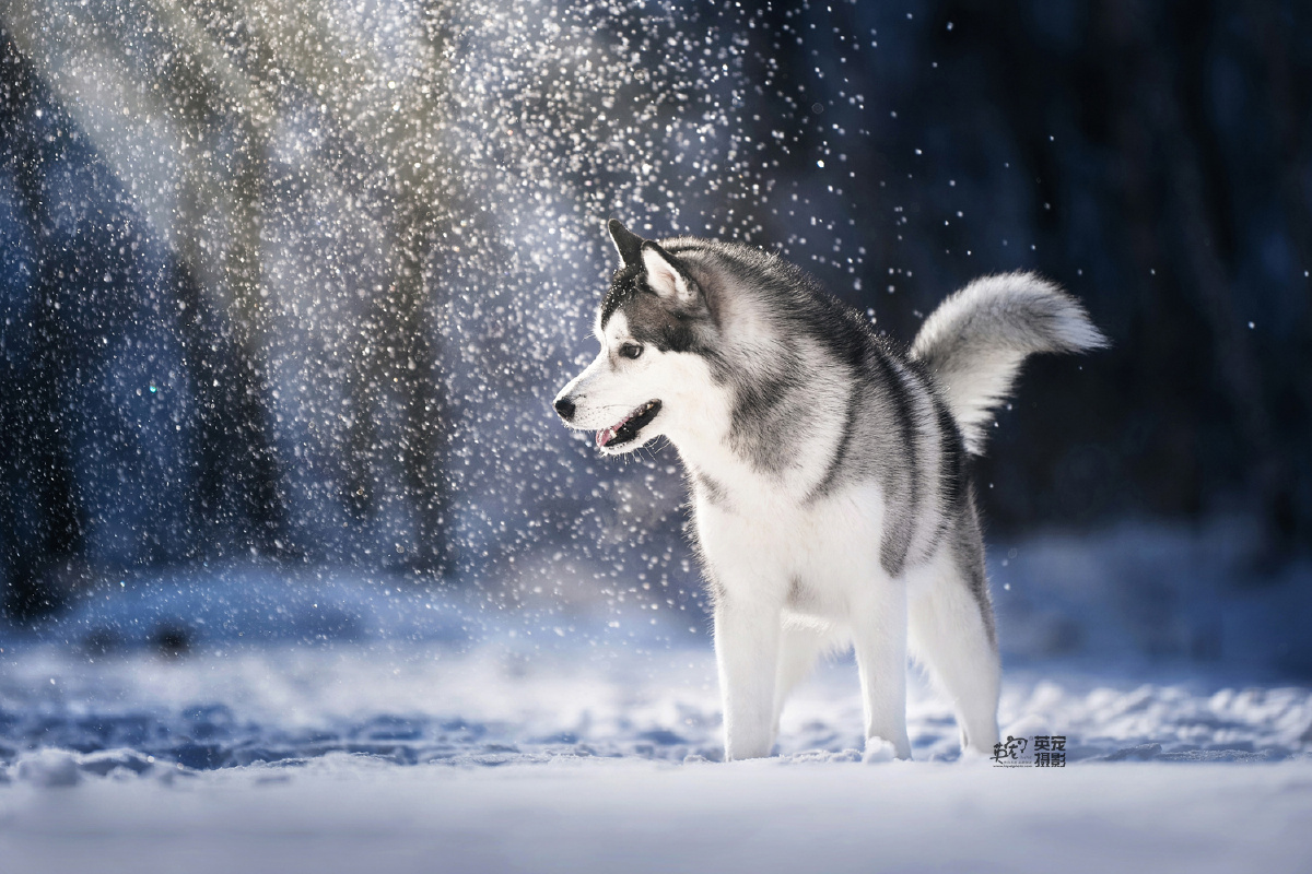 每一只哈士奇都需要在雪地里重启汪生才算完整啊