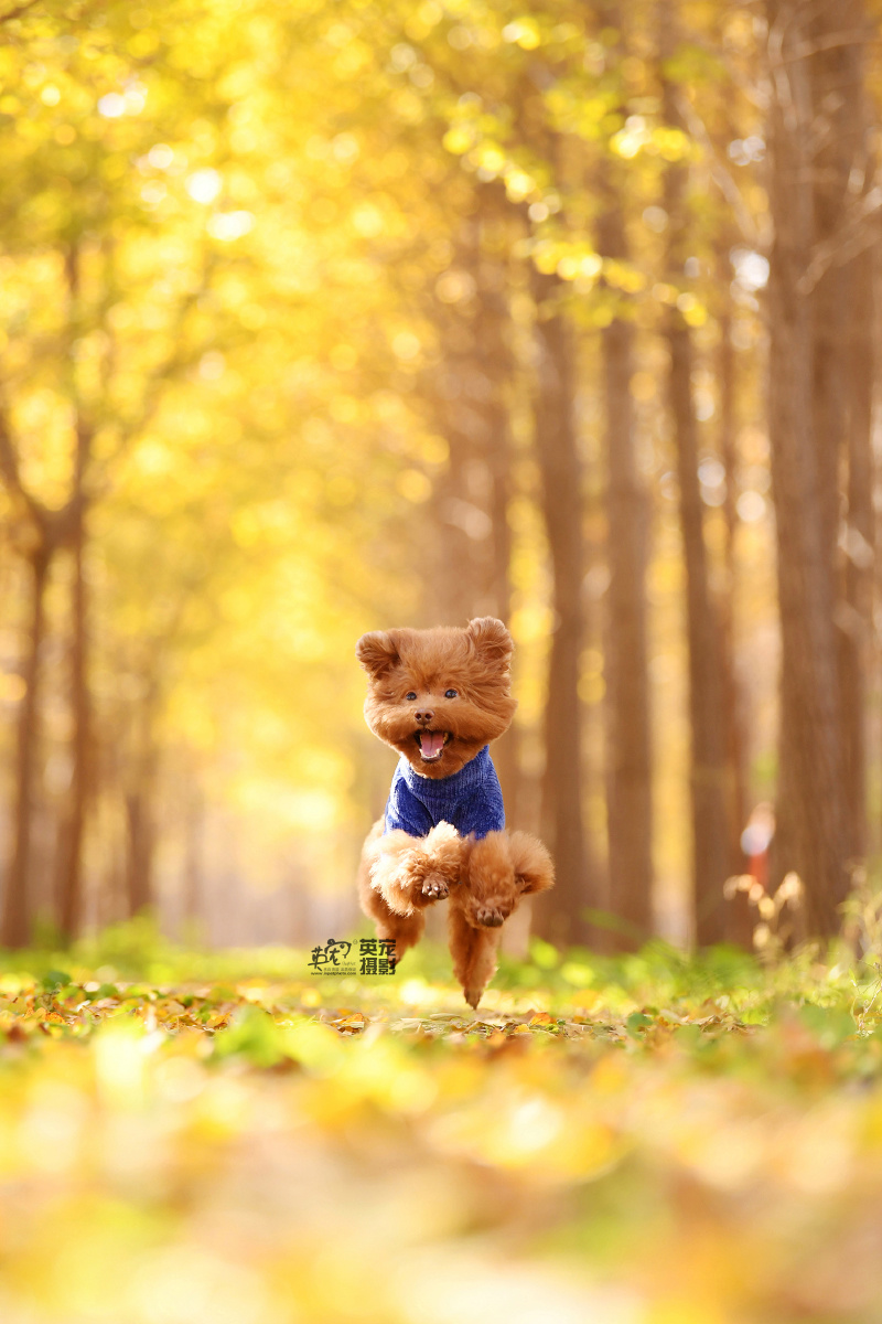 在秋叶中贴地起飞的小可爱们
