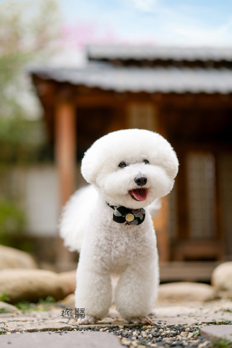 比熊宝宝如果不是圆形的头常常被错认为是泰迪