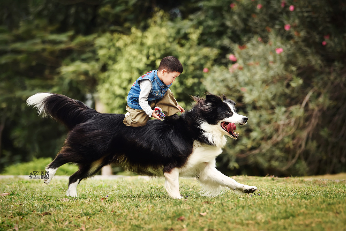都说边牧拥有7岁孩子的智商 那么边牧和一个孩子在一起,到底谁比较