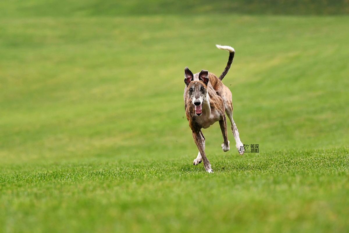 来来来期待已久的斑锦彪组图出来了
