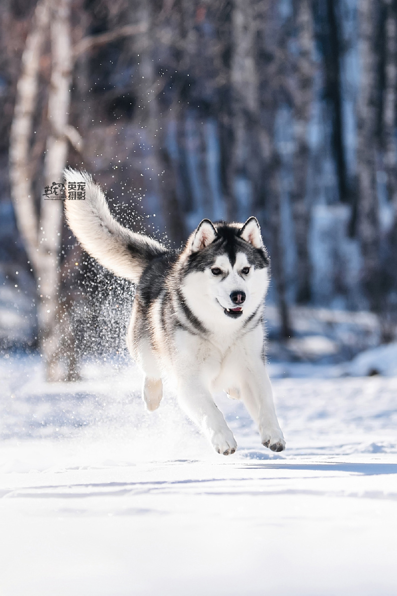 每一只哈士奇都需要在雪地里重启汪生才算完整啊