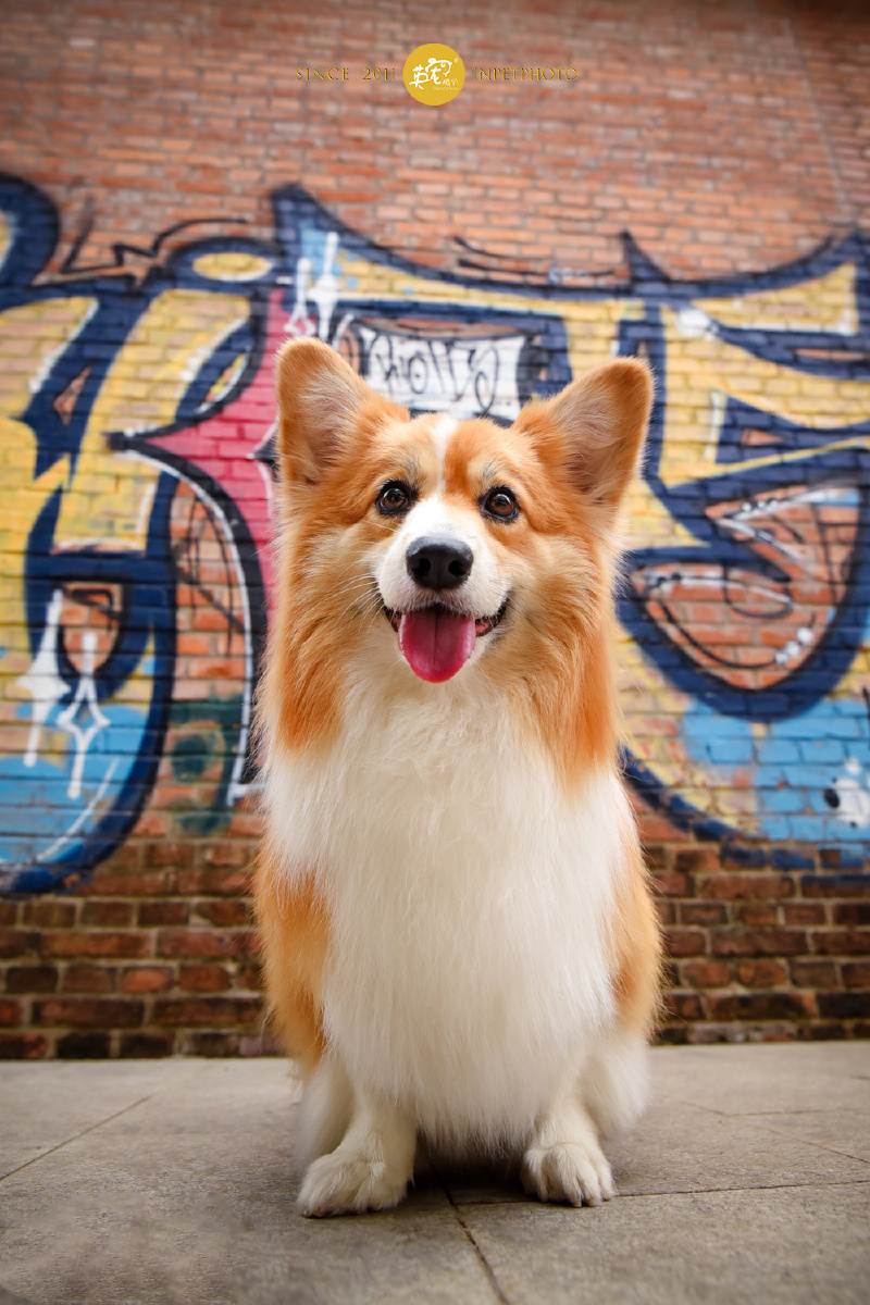 诶你们知道么柯基也是需要美容的呢