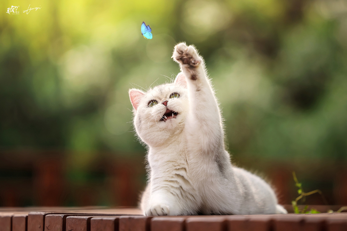 爱抓蝴蝶的小猫咪上海拍摄