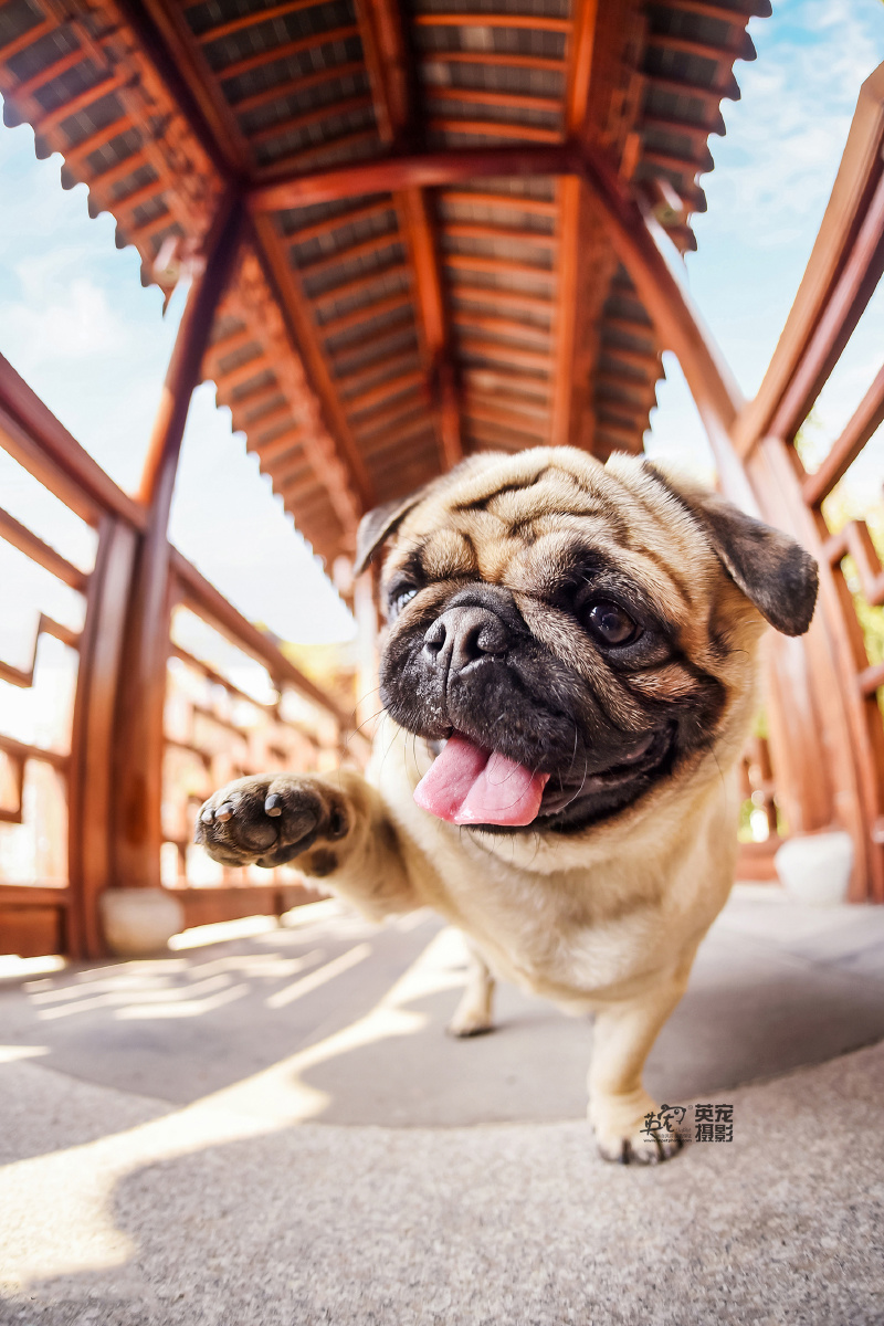 别看八哥总是囧囧的脸他们开心起来也是真的很开心