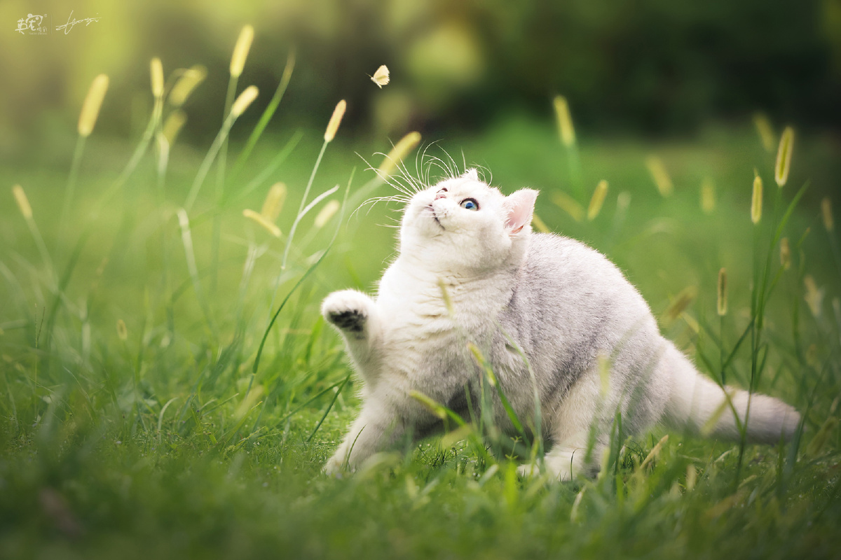 爱抓蝴蝶的小猫咪上海拍摄