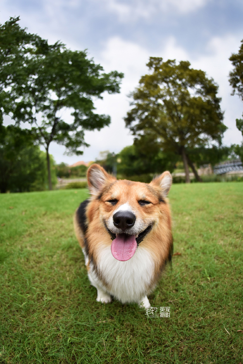 别以为柯基只会用腿卖萌人家可是专业牧牛犬没有点勇气可不能牧牛
