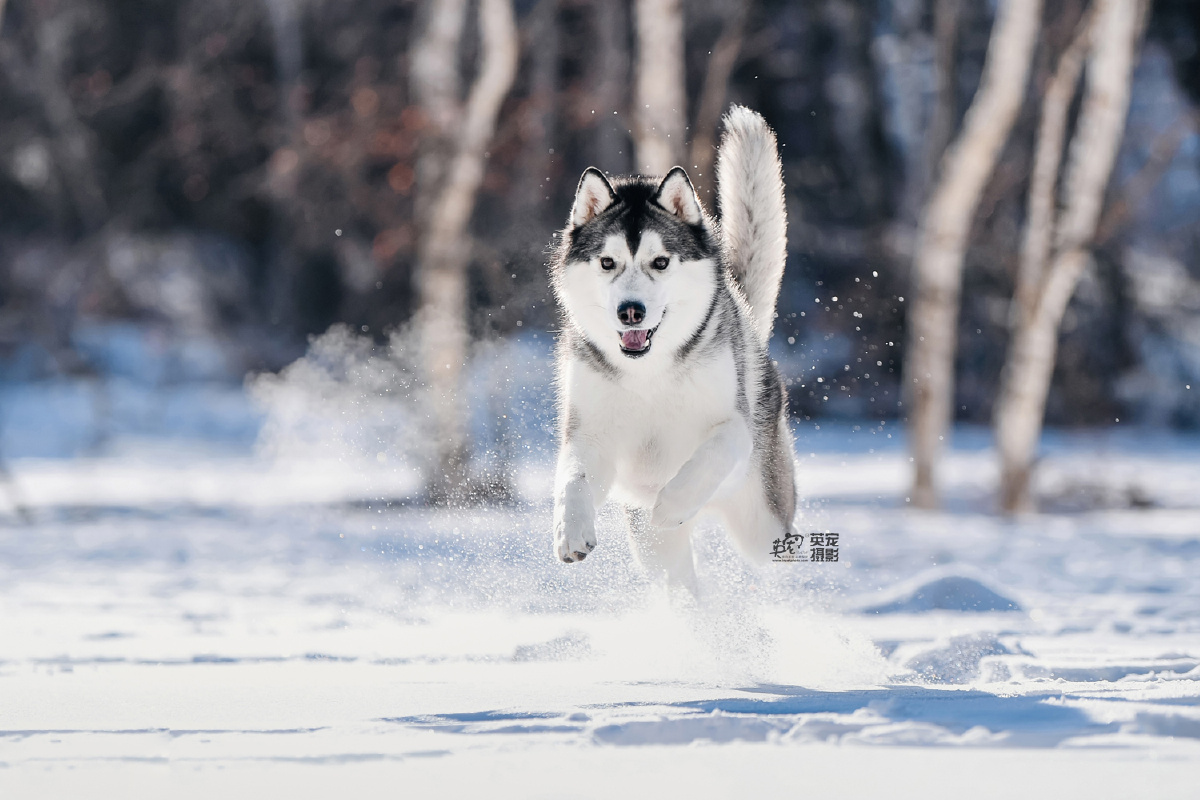 每一只哈士奇都需要在雪地里重启汪生才算完整啊