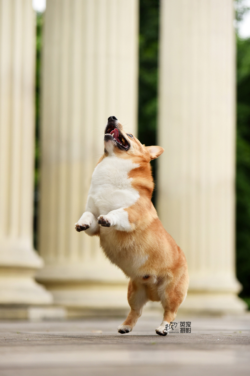 重庆拍的柯基宝宝他家还有一只长腿贵宾耶哈哈不知道他日常生活会不会