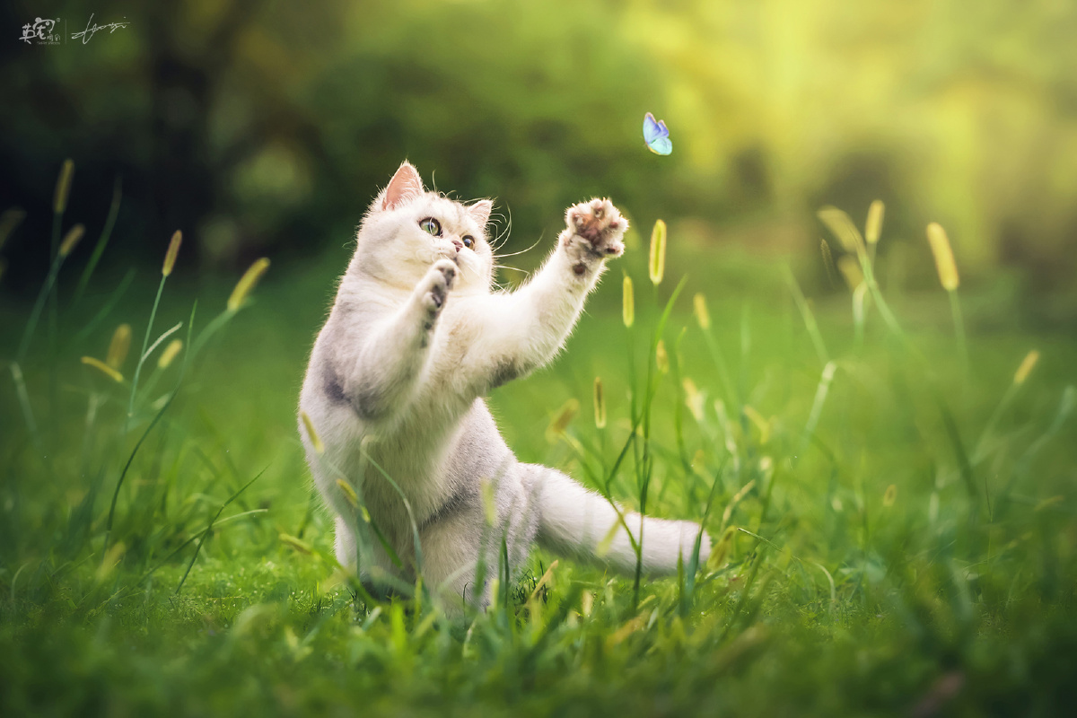 爱抓蝴蝶的小猫咪上海拍摄