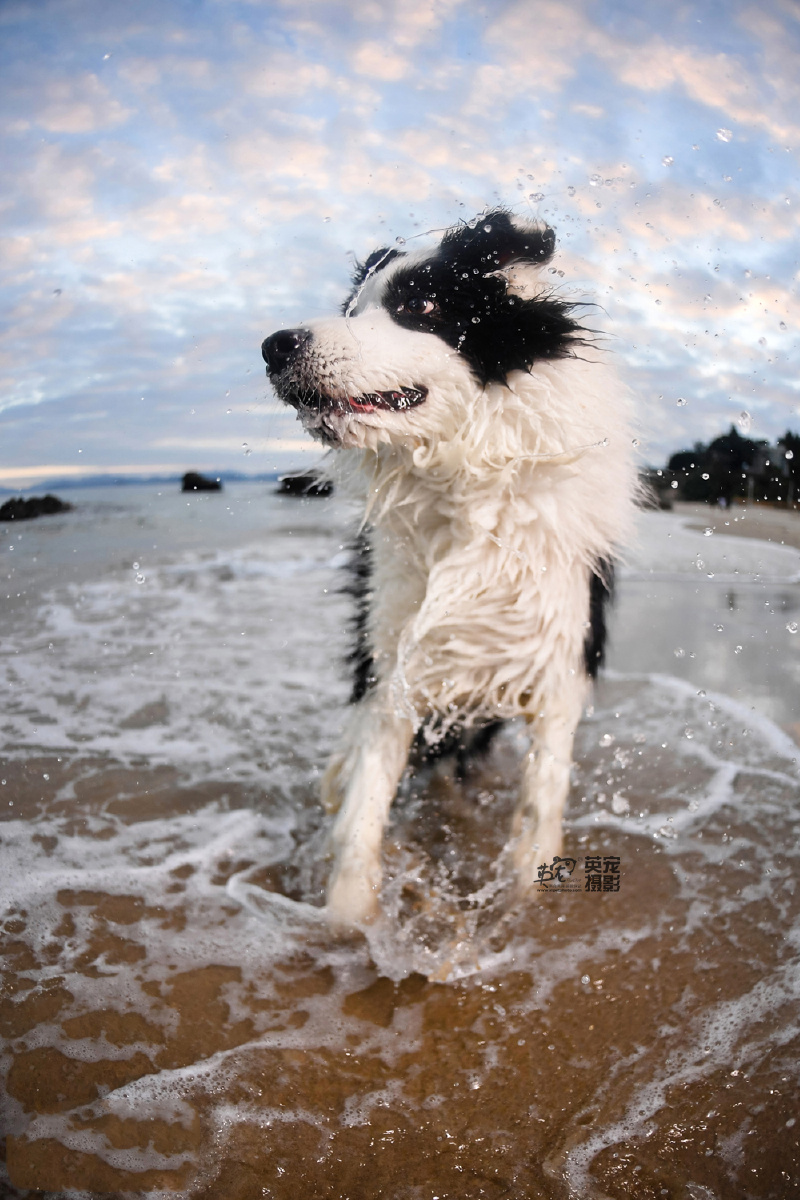 深圳海边拍摄的夕阳下的边牧