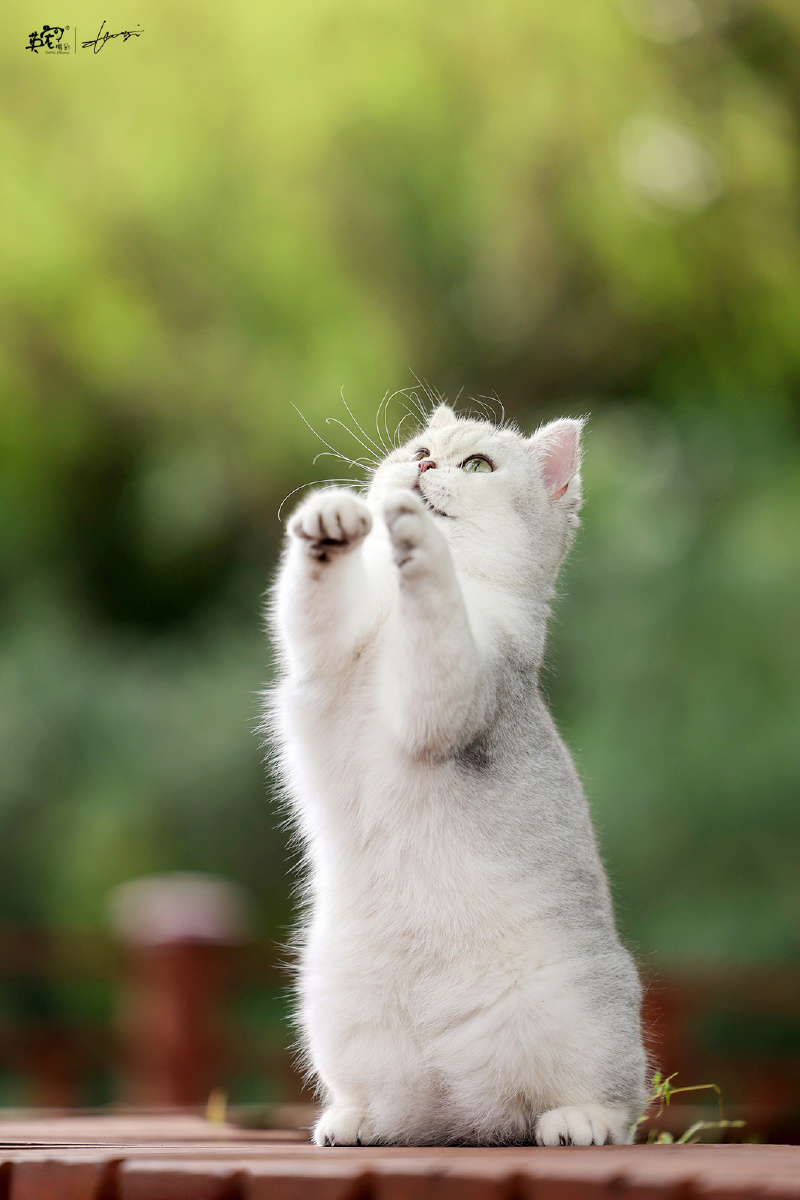 爱抓蝴蝶的小猫咪上海拍摄