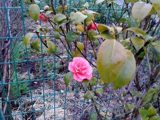 DSC00296.JPG