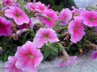 DSC00406.JPG