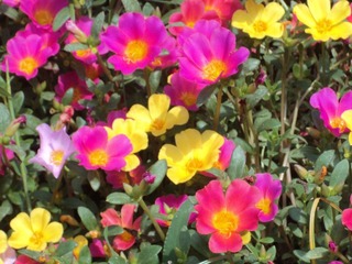 DSC00585.JPG
